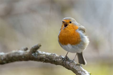 鳥圖|5,364,500+ 項鳥照片檔、圖片和免版稅影像